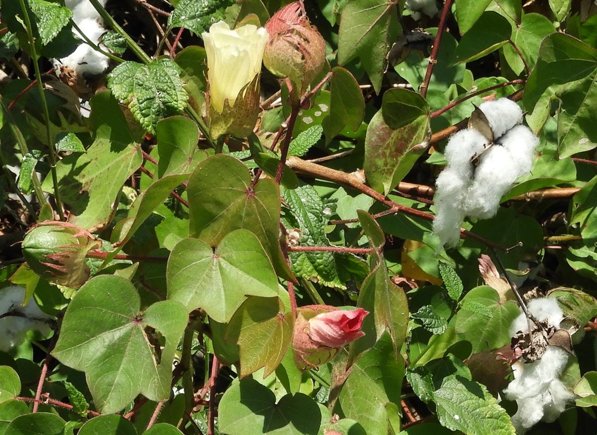 Photographie de Cotonnier d'Amérique