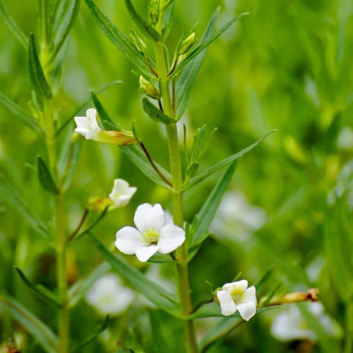 Photographie de Gratiole officinale