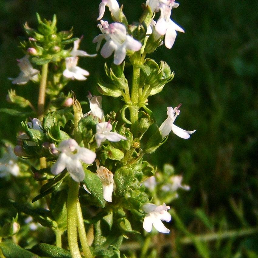 Photographie de Gratiole officinale