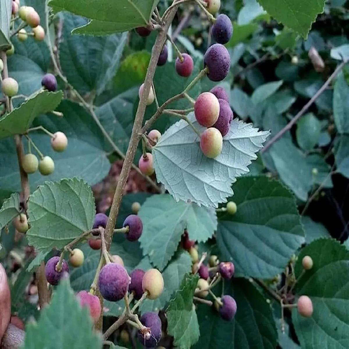 Photographie de Phalsa