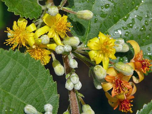 Photographie de Phalsa