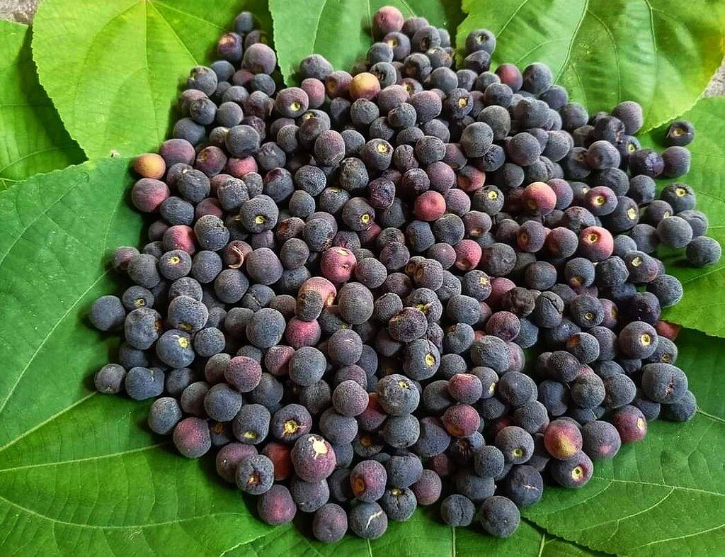 Photographie de Phalsa