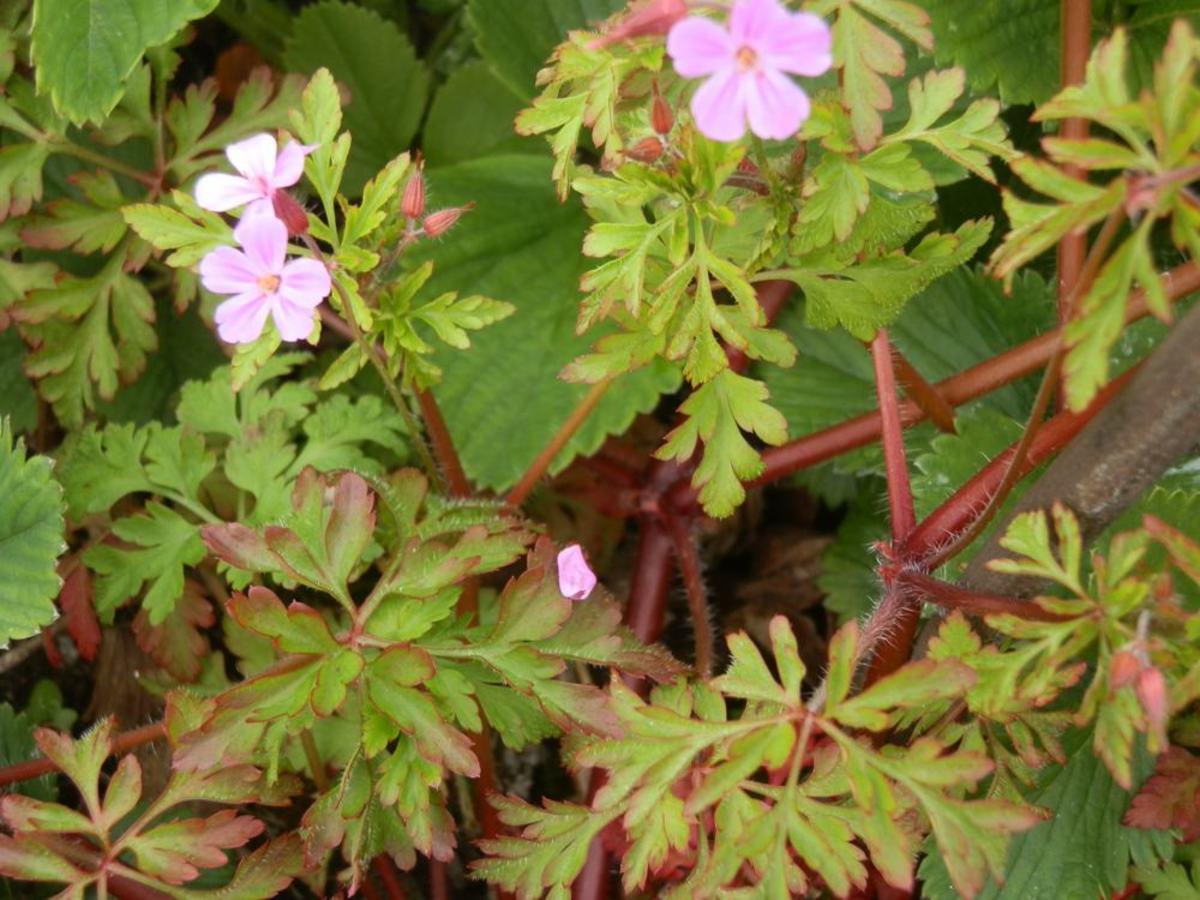 Photographie de Géranium herbe-à-Robert