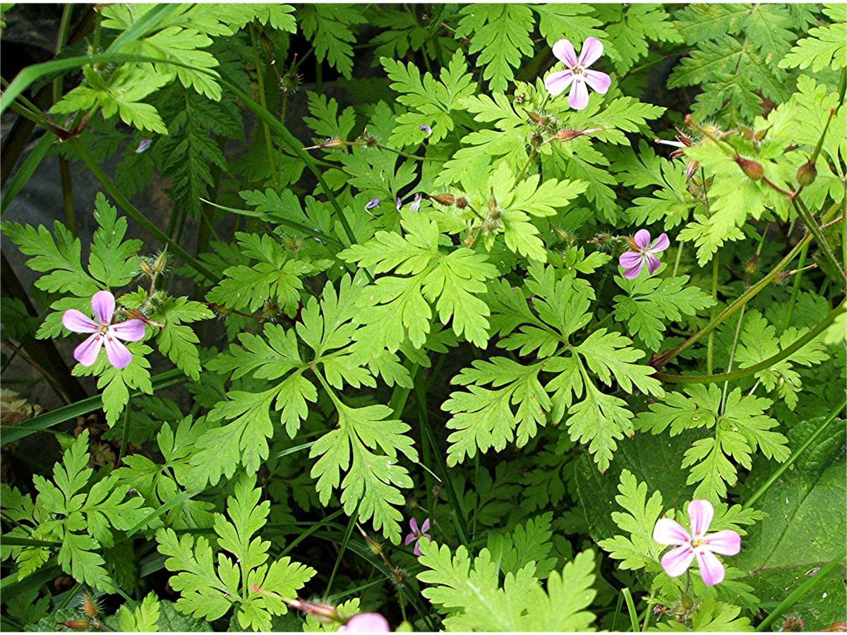 Photographie de Géranium herbe-à-Robert