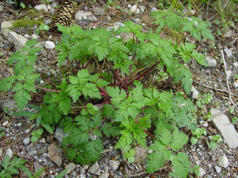 Photographie de Géranium herbe-à-Robert