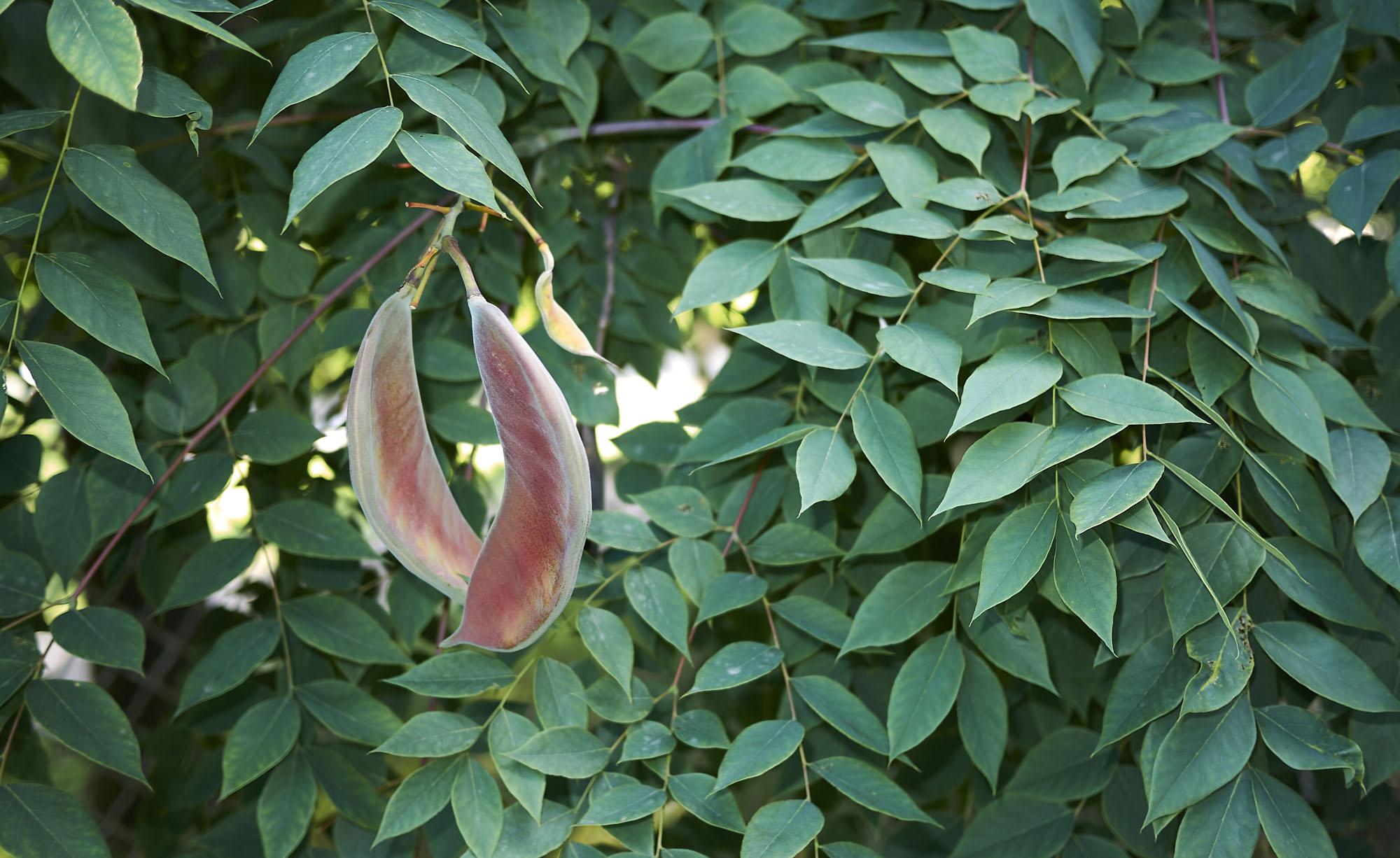 Photographie de Chicot du Canada