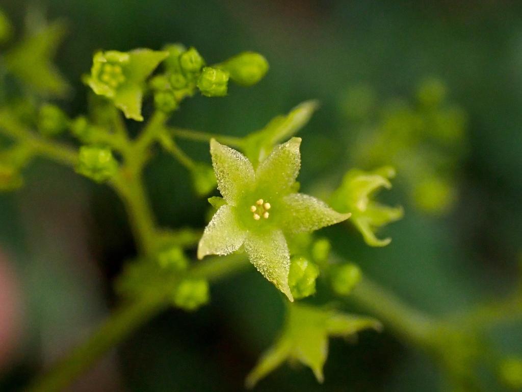 Photographie de Jiaogulan