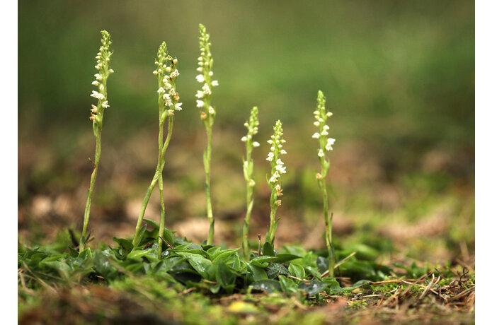Photographie de Orchis rampant