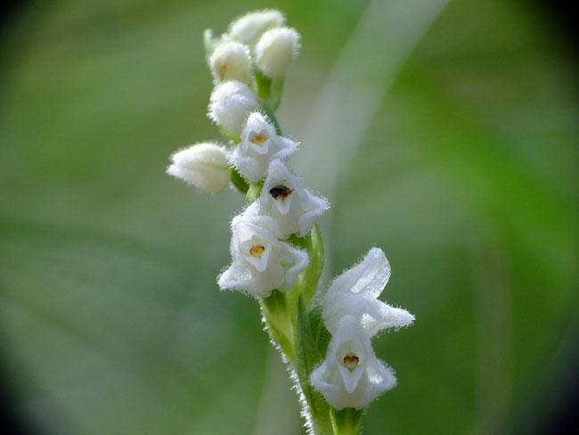 Photographie de Orchis rampant