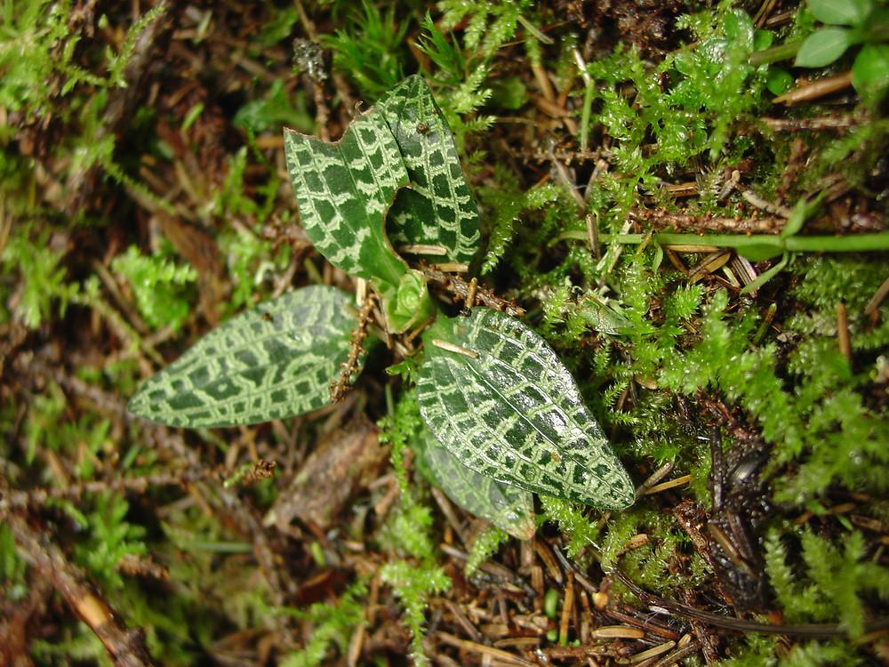 Photographie de Orchis rampant