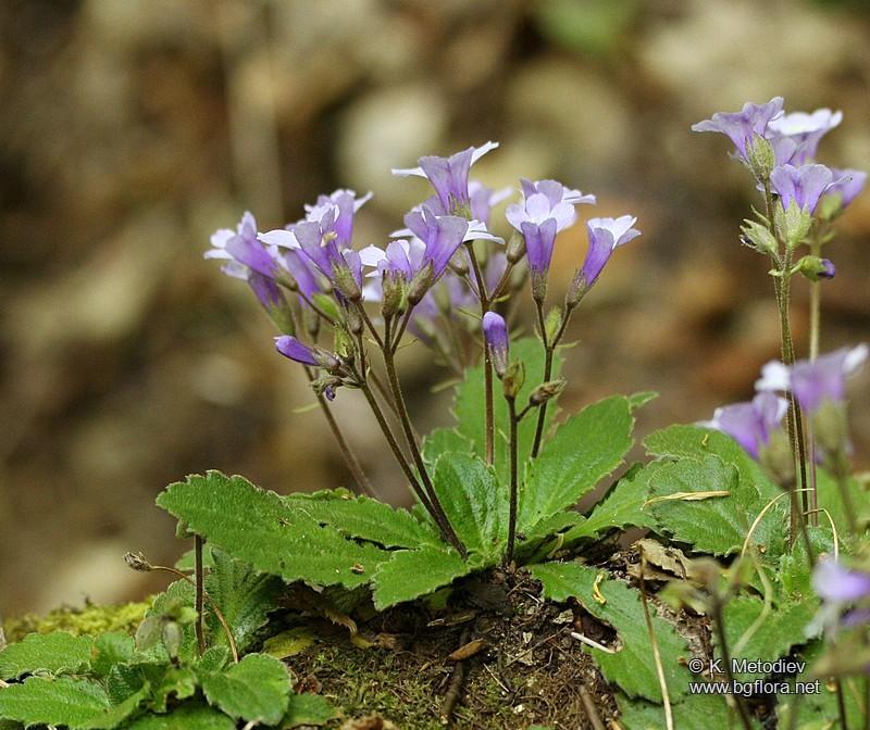 Photographie de Haberlea des Rhodopes