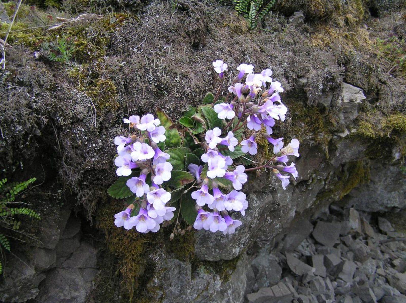 Photographie de Haberlea des Rhodopes