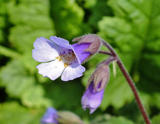 Photographie de Haberlea des Rhodopes
