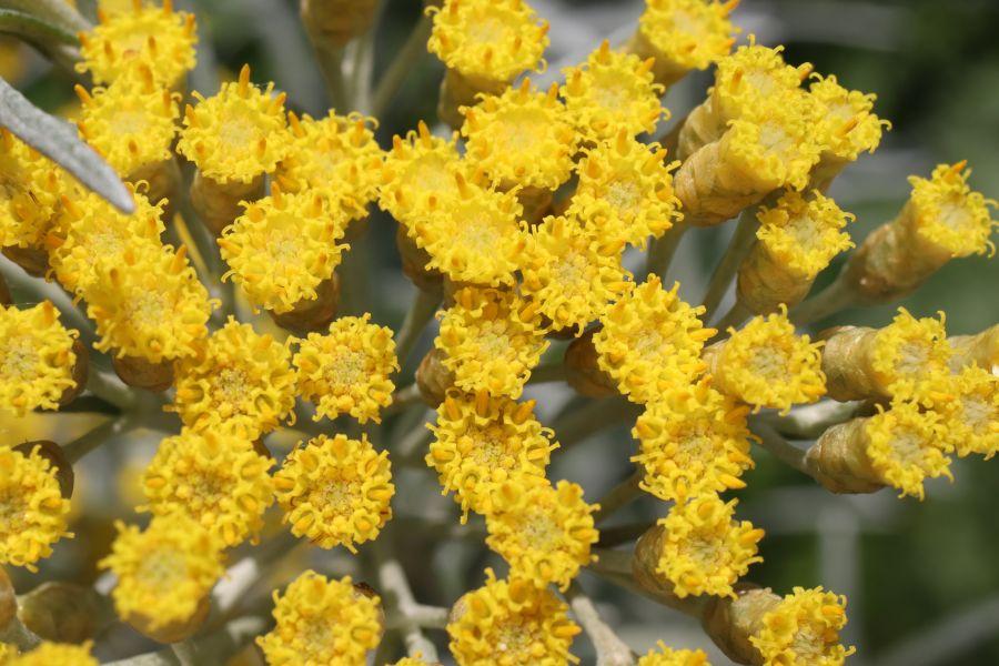 Photographie de Immortelle d'Italie