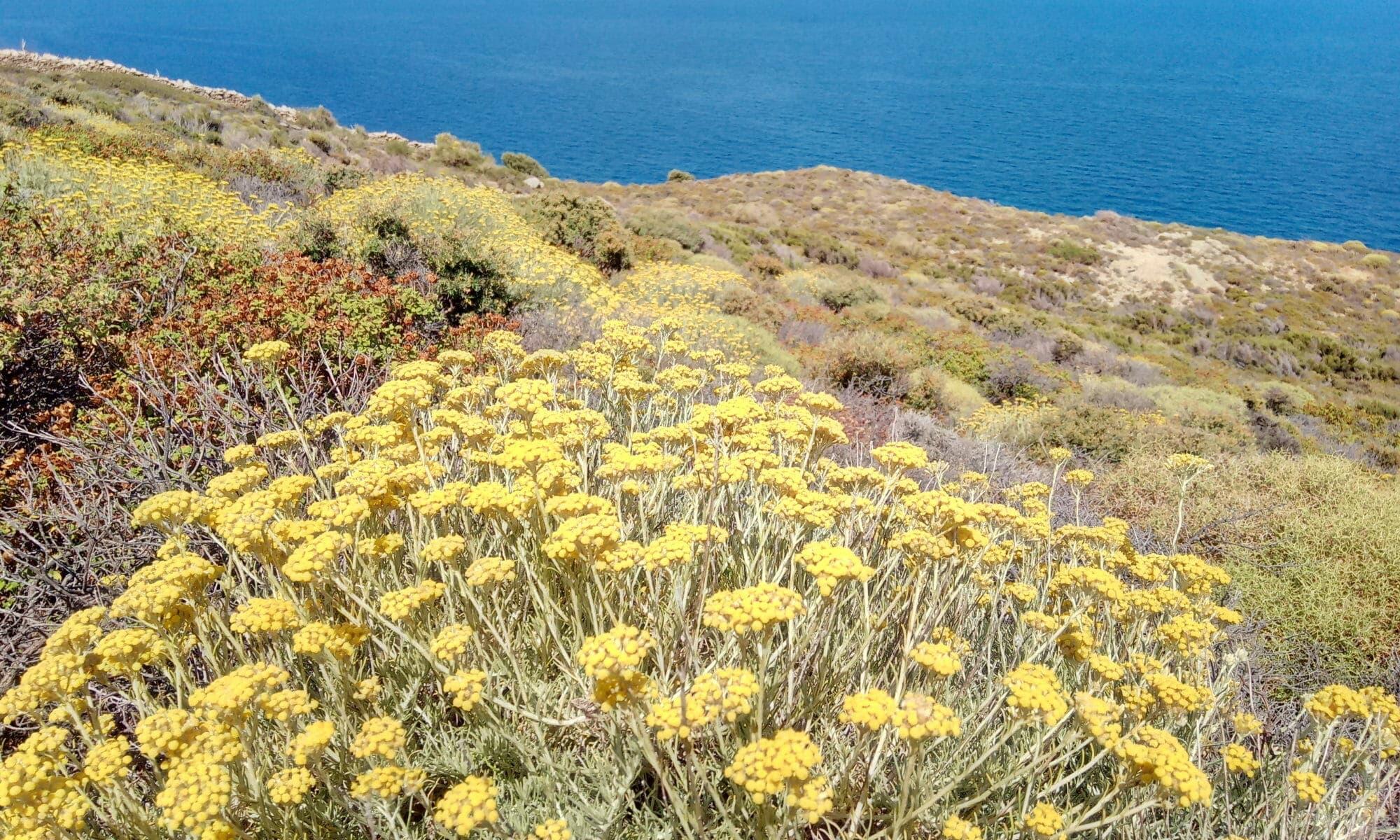 Photographie de Immortelle d'Italie
