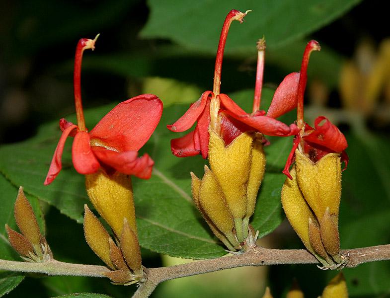 Photographie de Hélictère à fruits torsadés