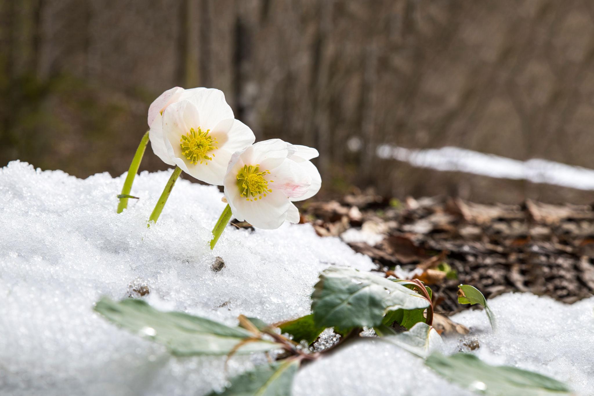 Photographie de Rose de Noël