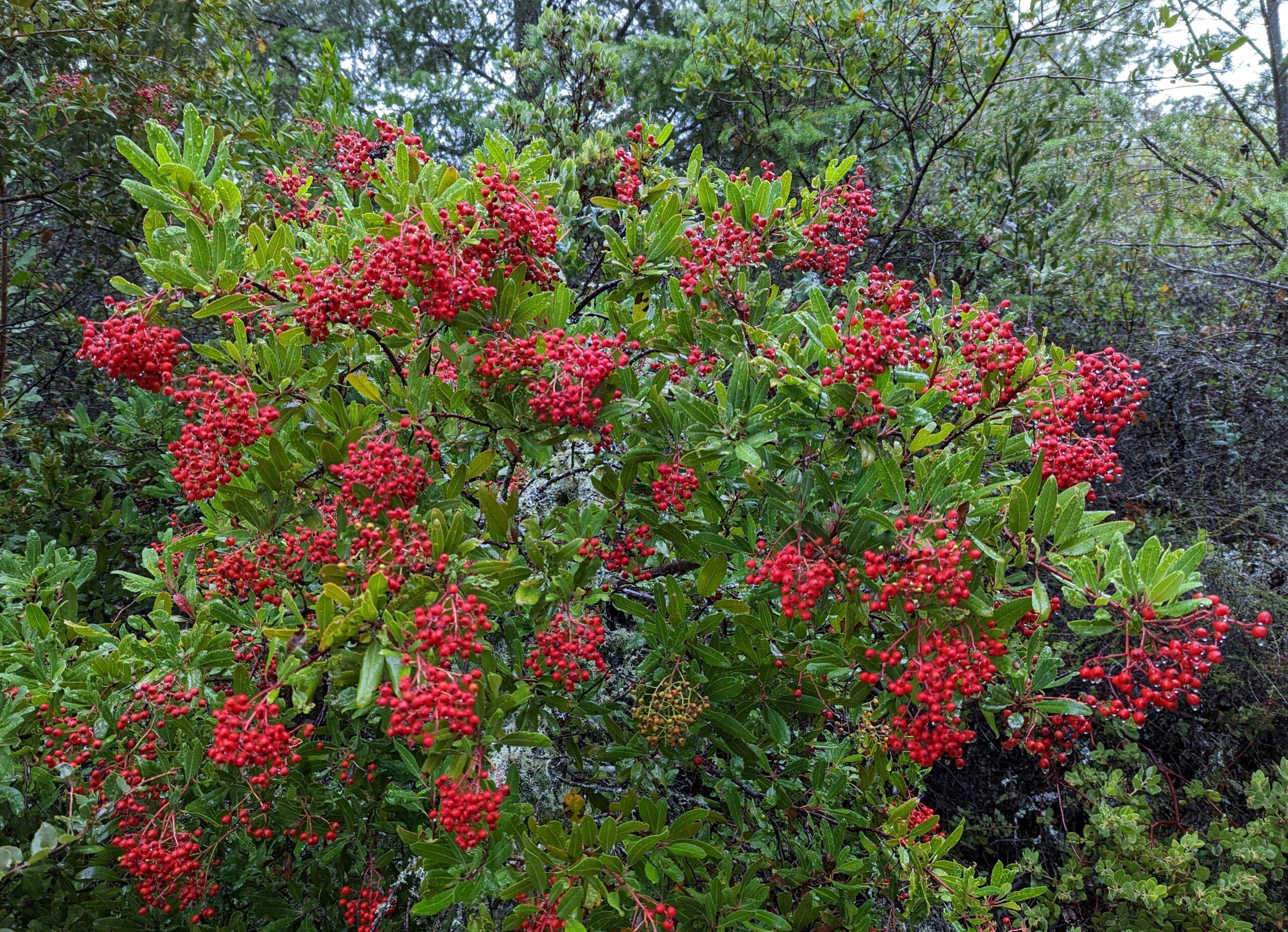Photographie de Toyon