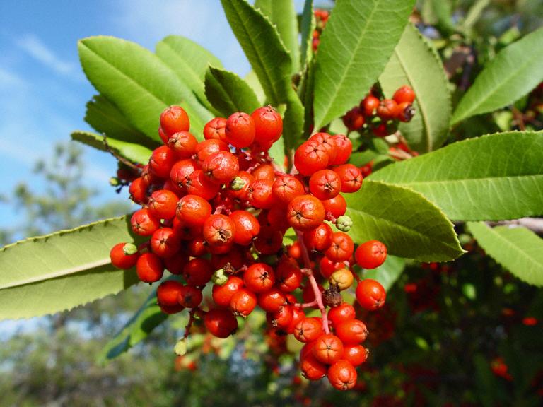 Photographie de Toyon