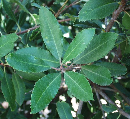 Photographie de Toyon