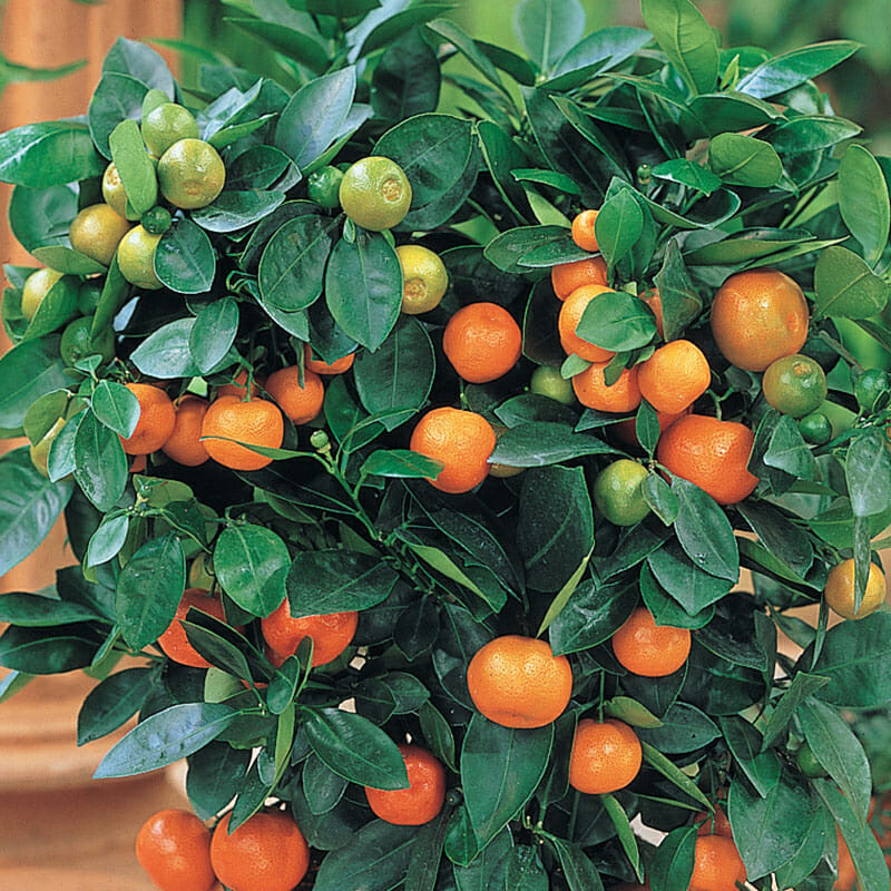 Photographie de Calamondin