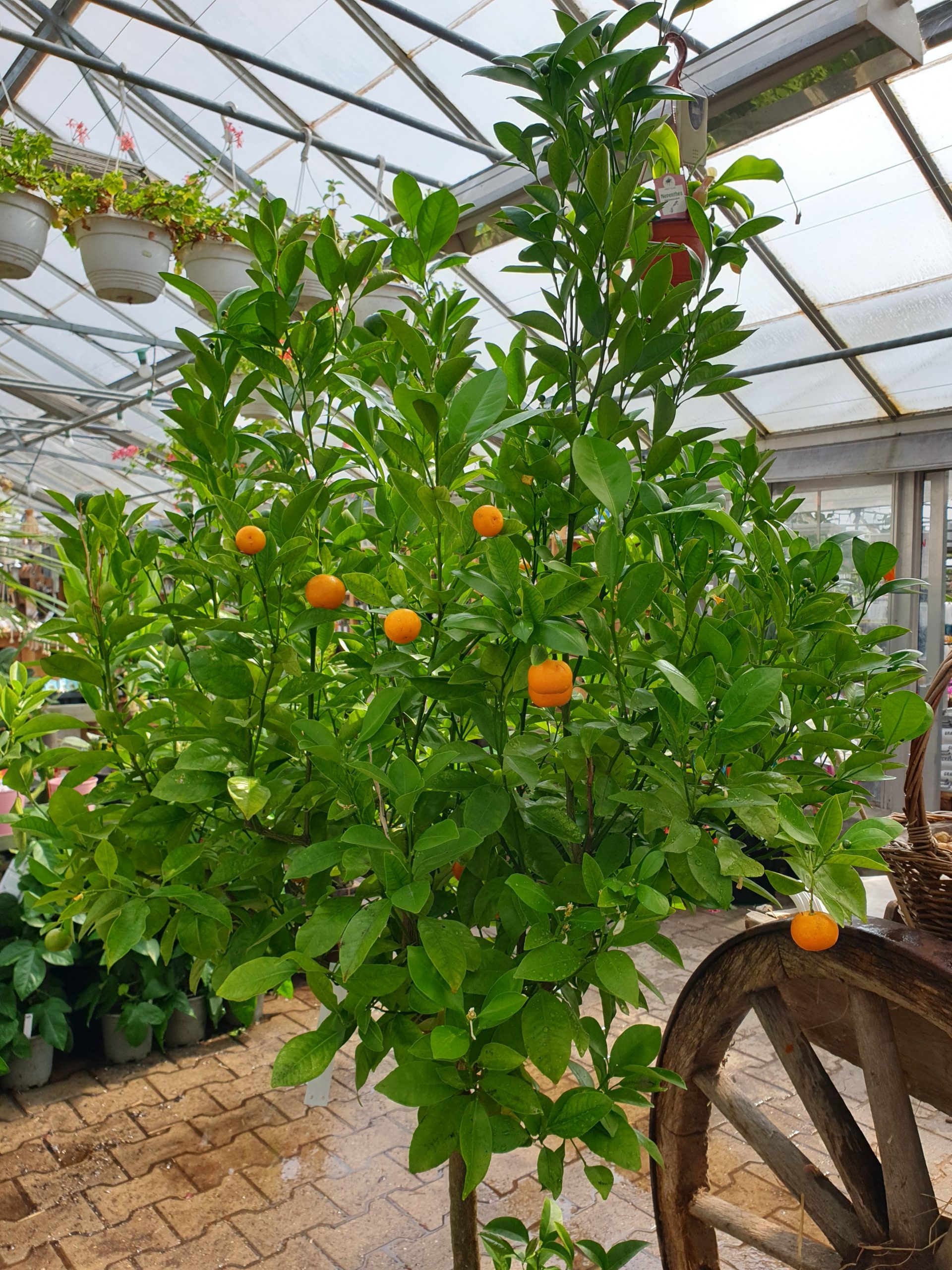 Photographie de Calamondin