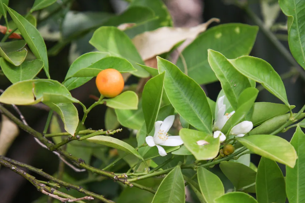 Photographie de Calamondin