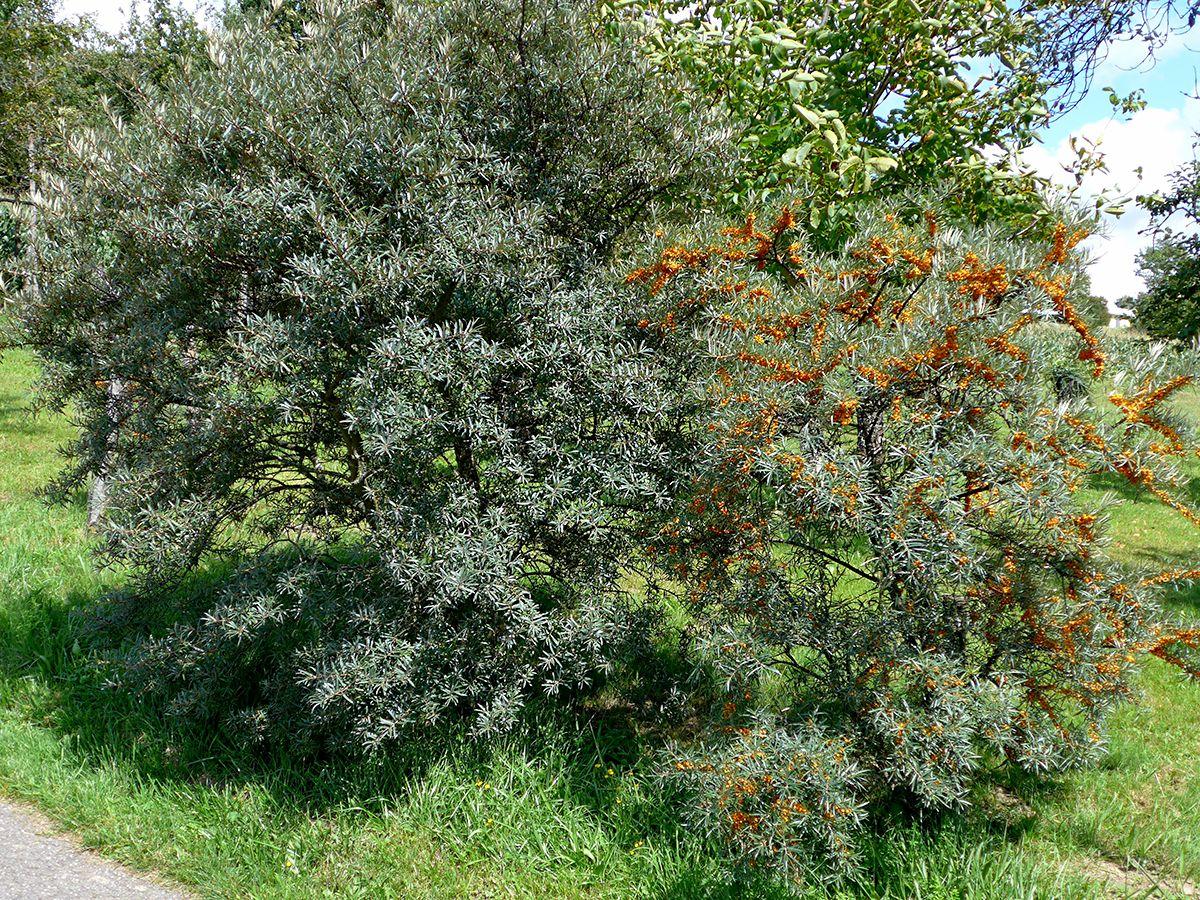 Photographie de Argousier