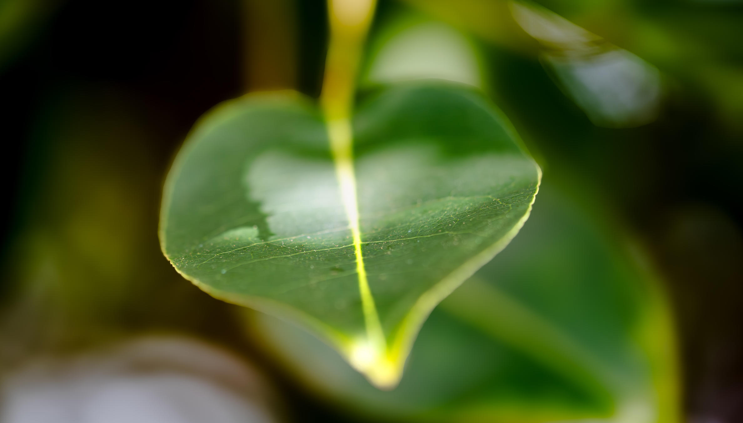 Photographie de Mancenillier