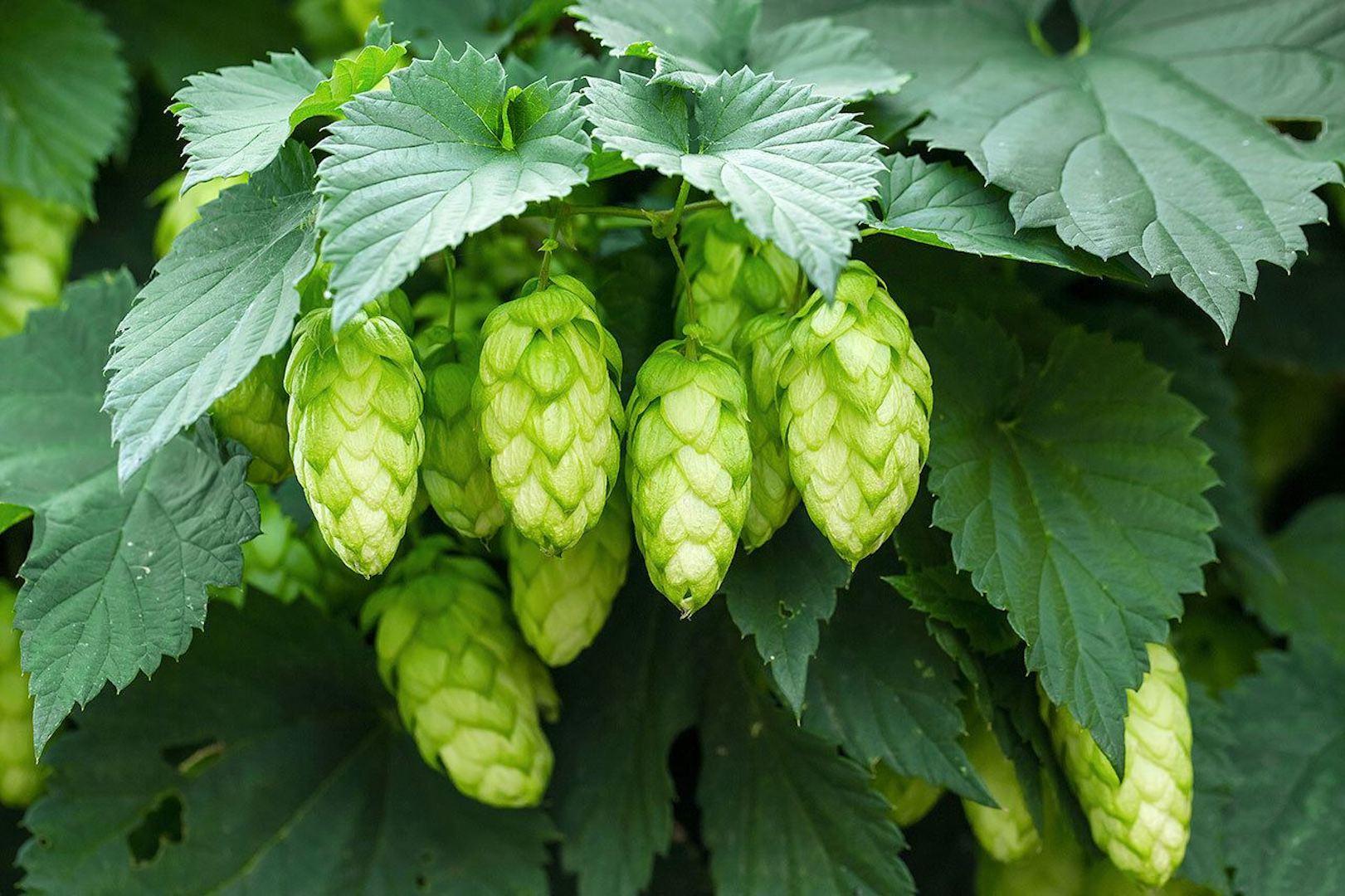 Photographie de Houblon commun