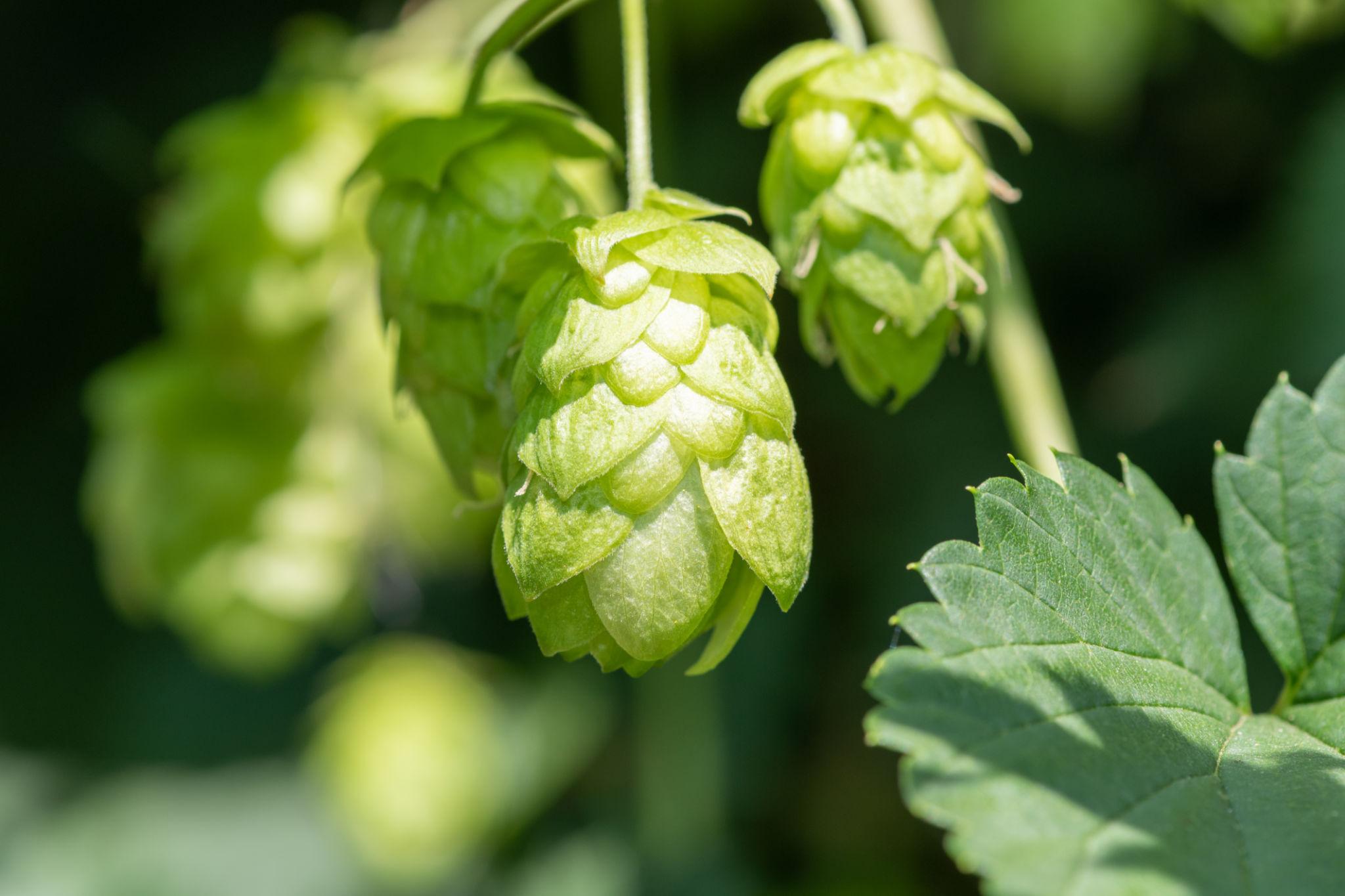 Photographie de Houblon commun