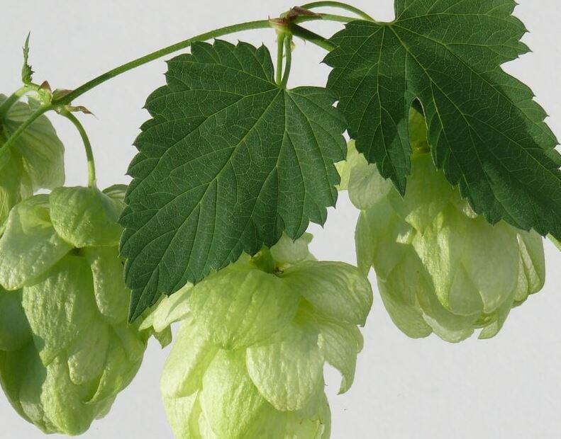 Photographie de Houblon commun