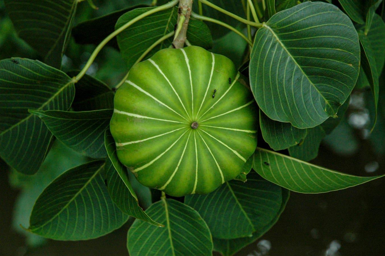 Photographie de Sablier des Antilles