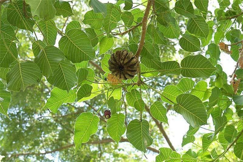 Photographie de Sablier des Antilles