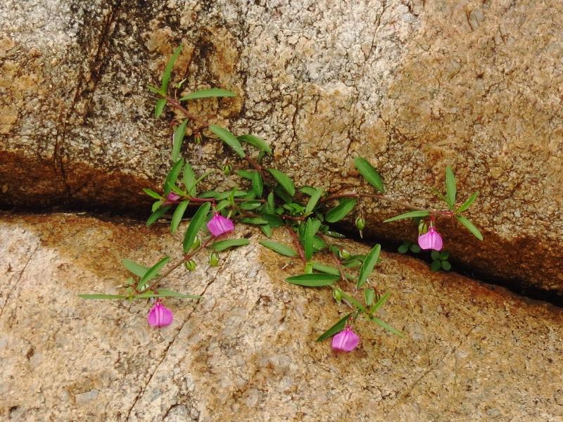 Photographie de Hybanthe à neuf graines