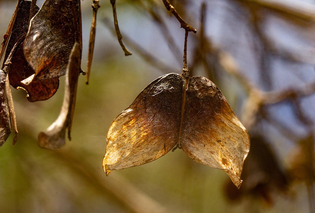 Photographie de Hyménocardie acide