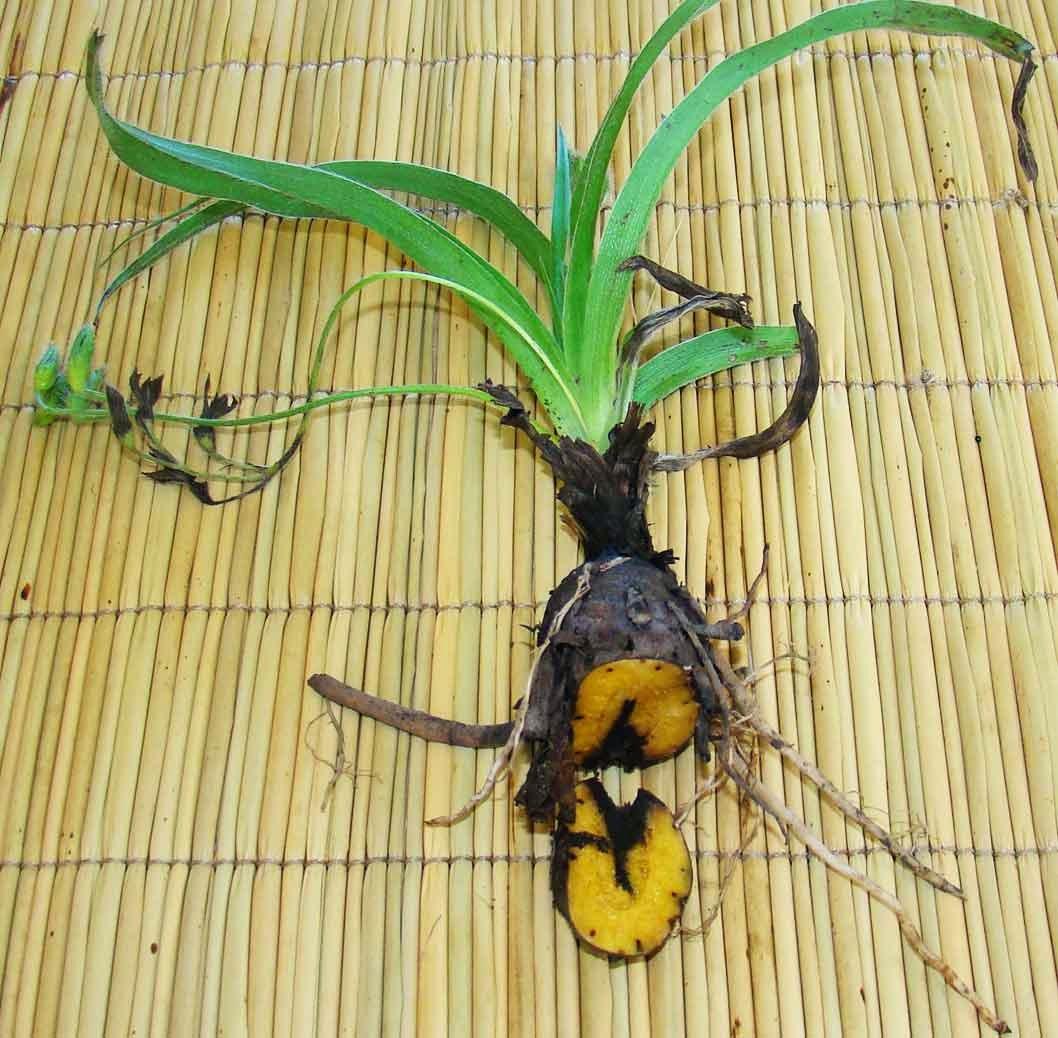 Photographie de Pomme de terre africaine