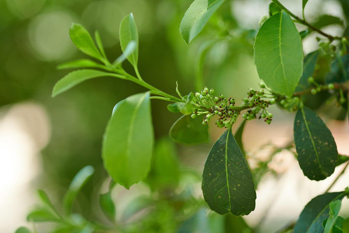Photographie de Yerba maté
