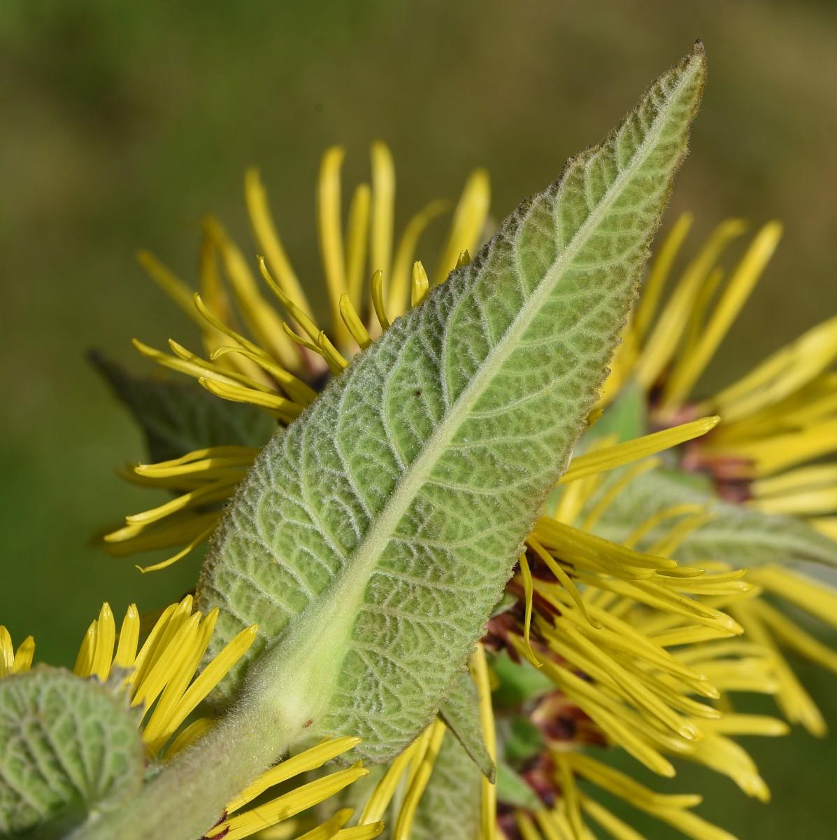 Photographie de Inule à grappes