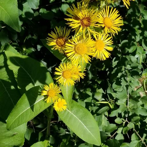 Photographie de Inule à grappes