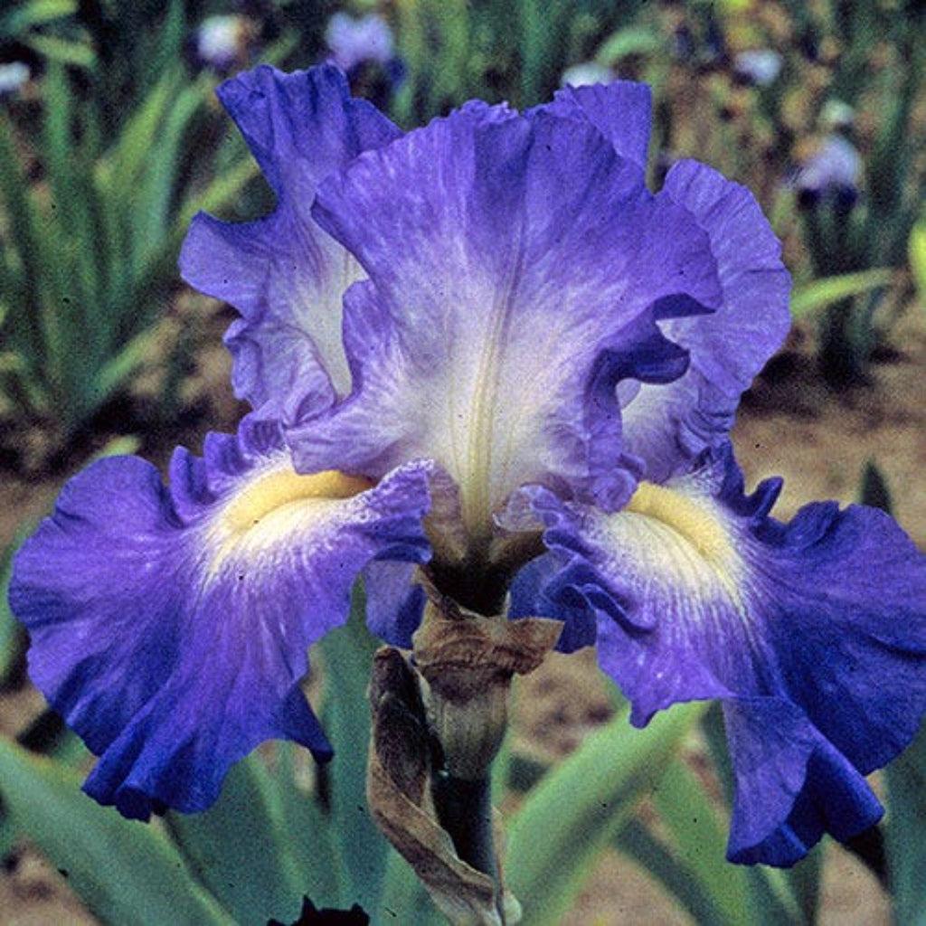 Photographie de Iris germanique