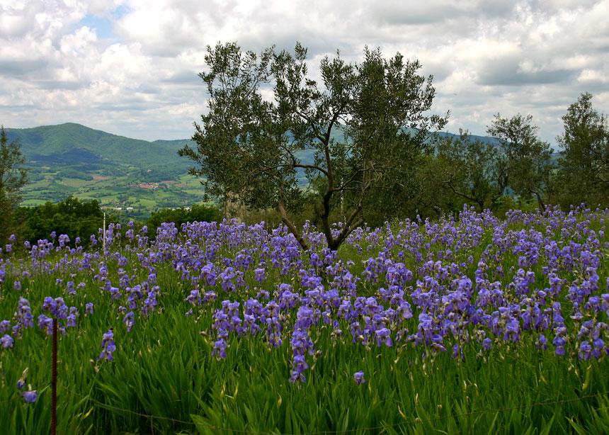 Photographie de Iris pâle