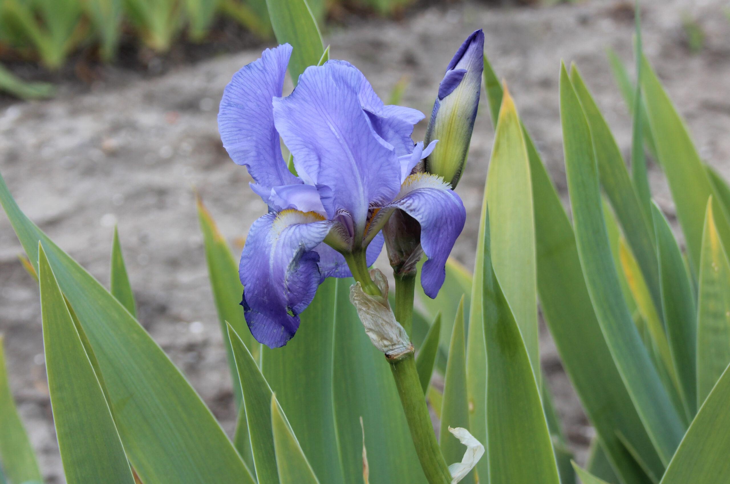 Photographie de Iris pâle
