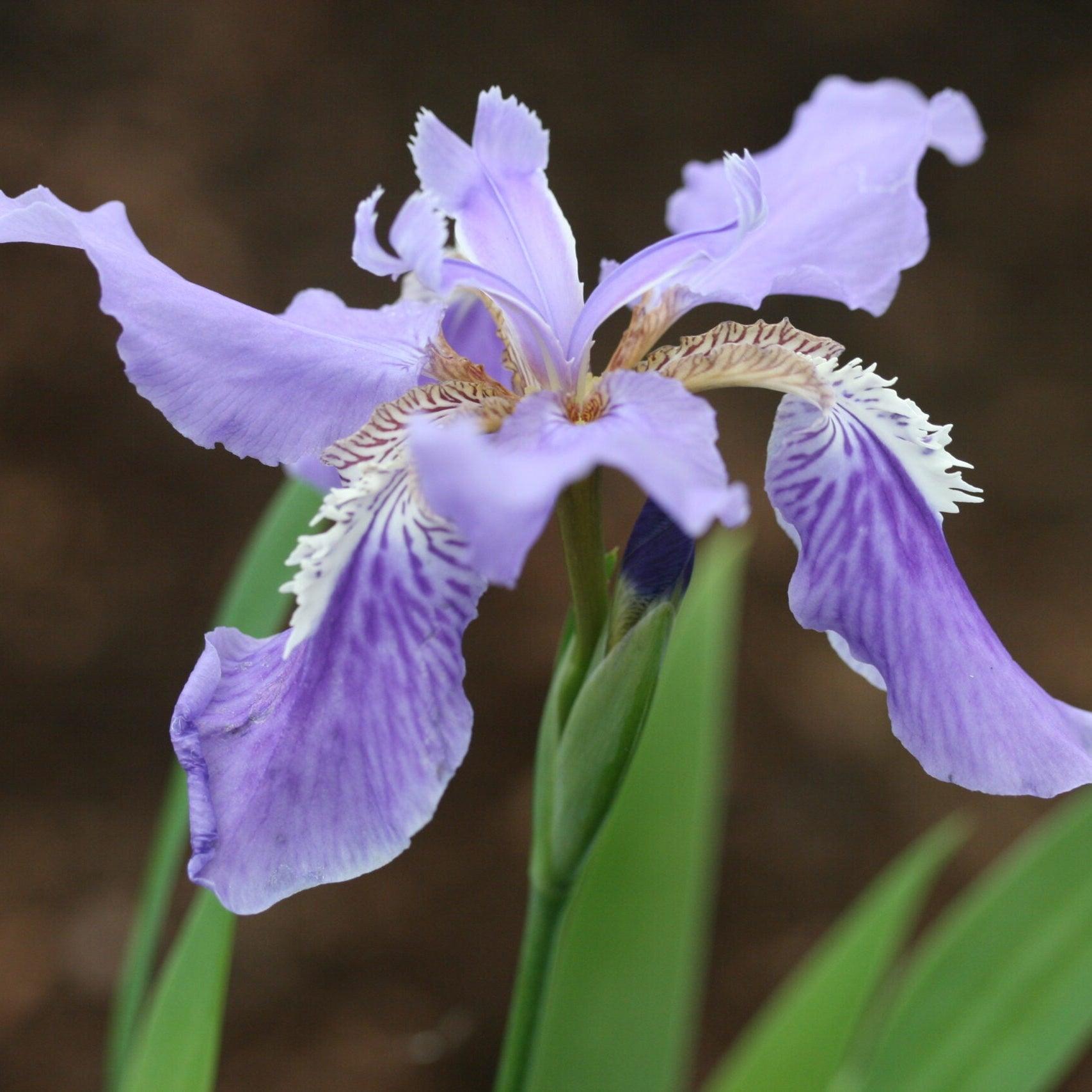 Photographie de Iris des toits