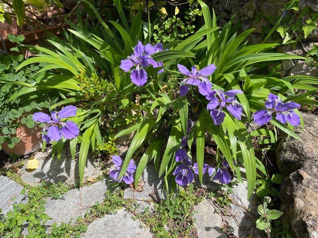 Photographie de Iris des toits