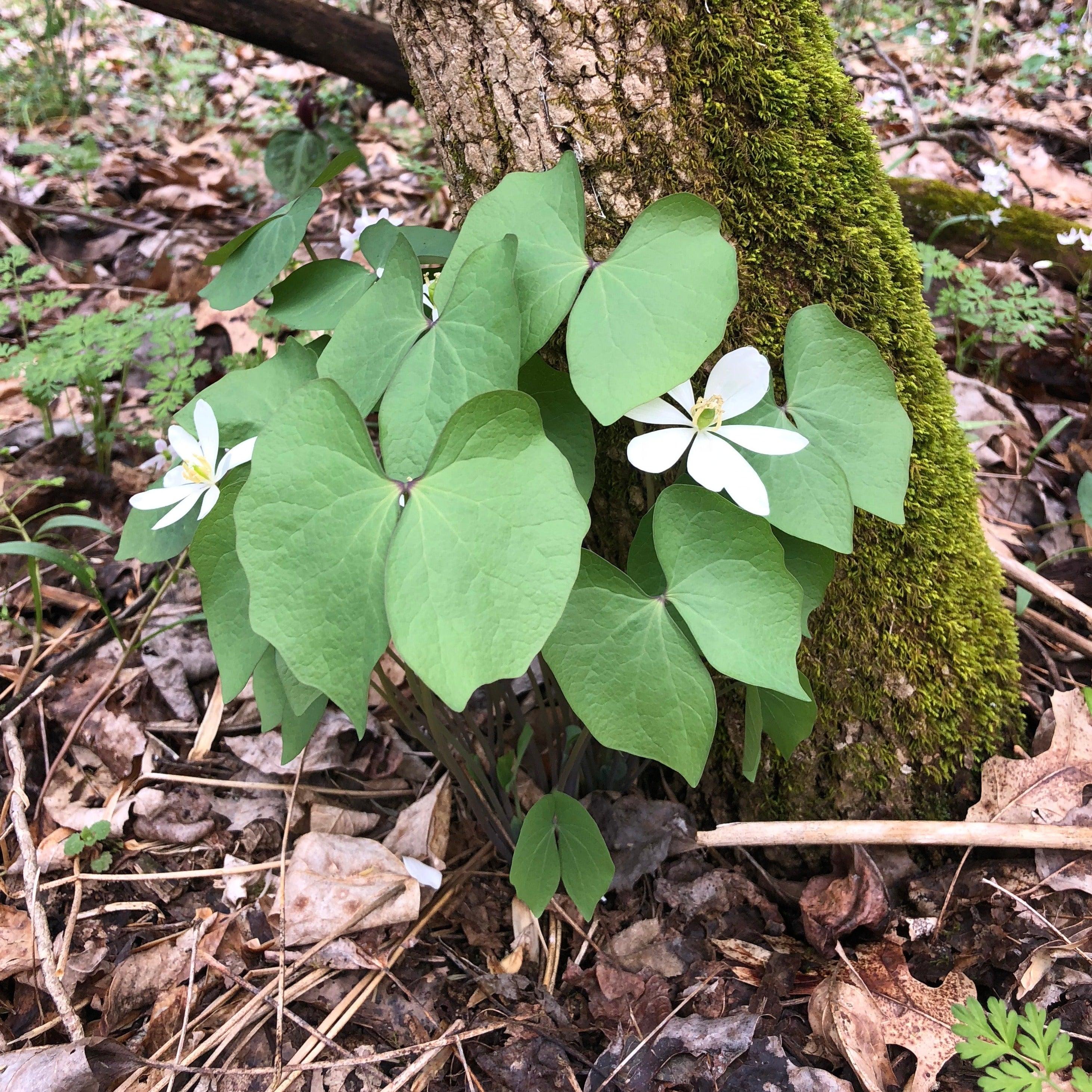 Photographie de Jeffersonie à deux feuilles
