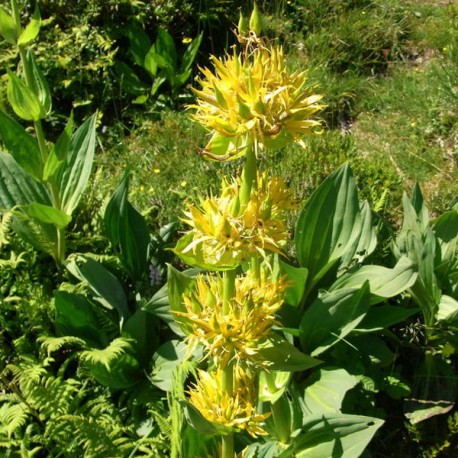 Photographie de Quinquina Jaune