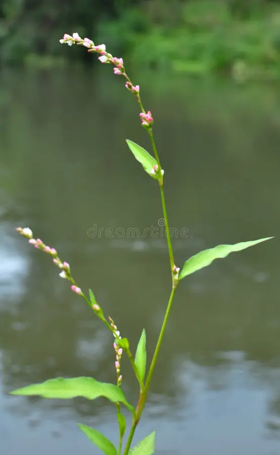 Photographie de Poivre d'eau