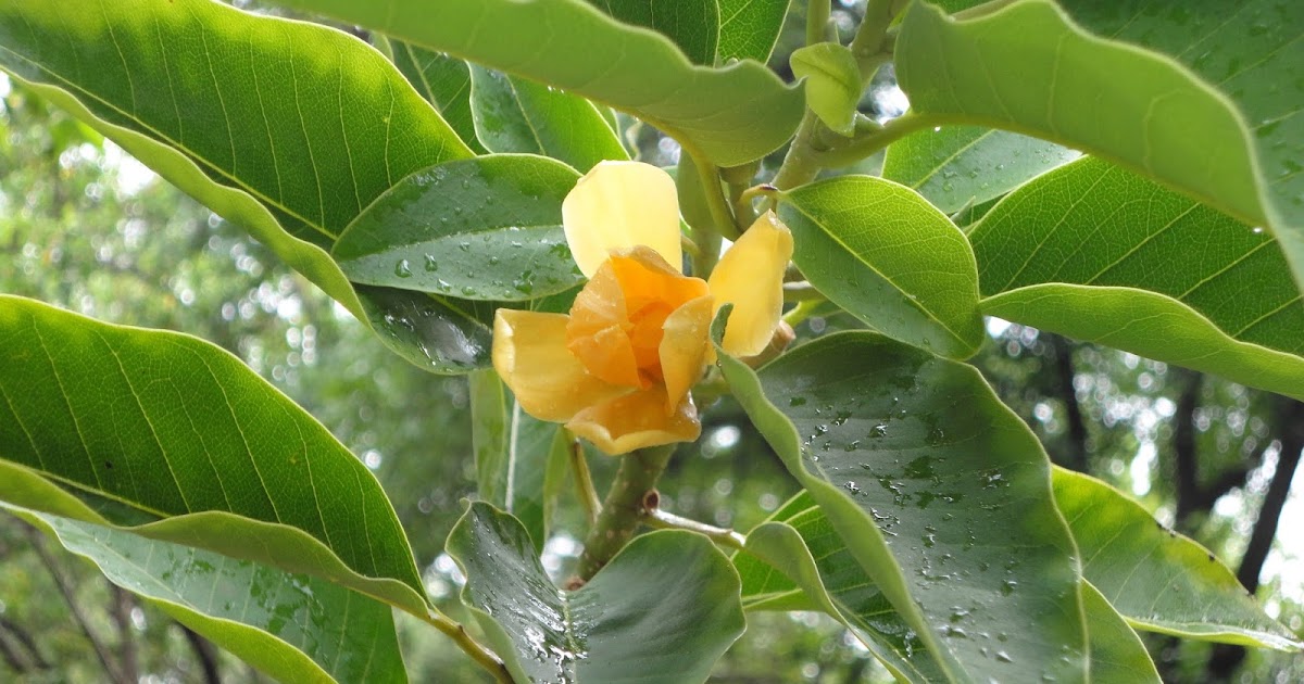 Photographie de Champa