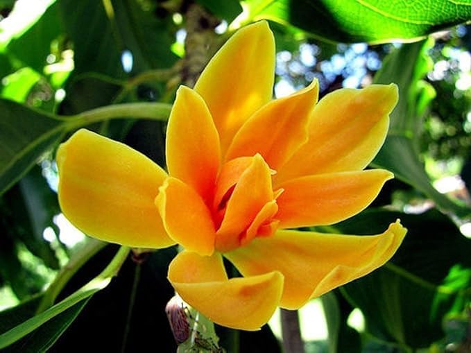 Photographie de Champa